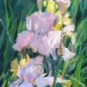 Iris One, 10x20, oil on canvas, $275